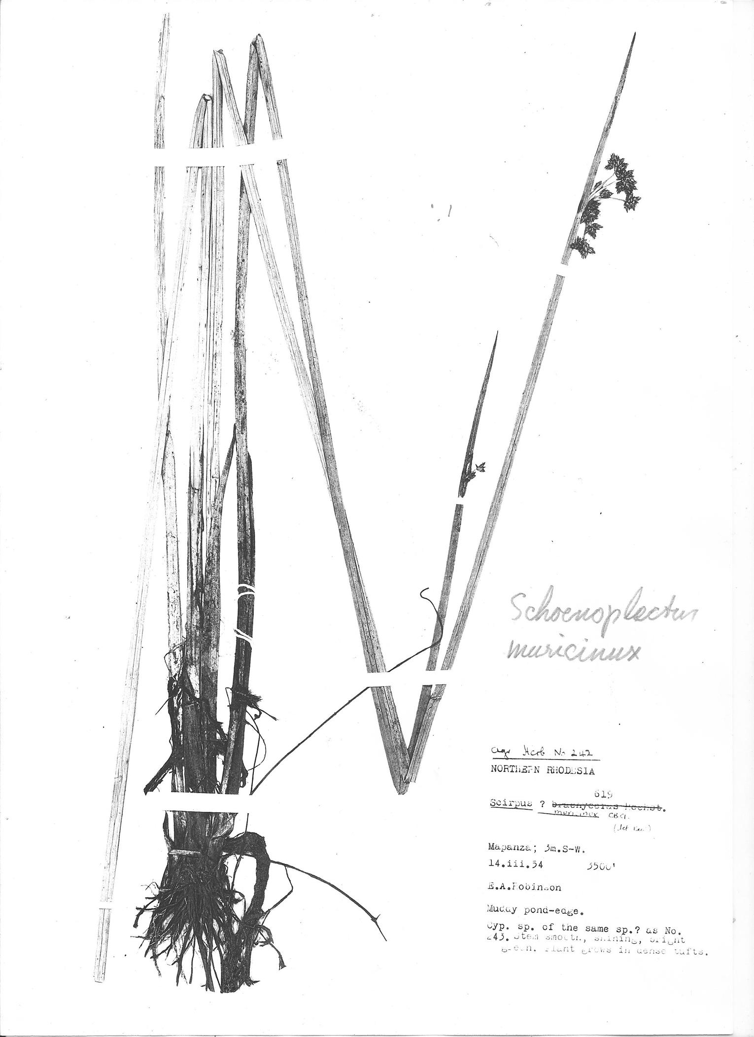 Schoenoplectus muricinux Schoenoplectus muricinux