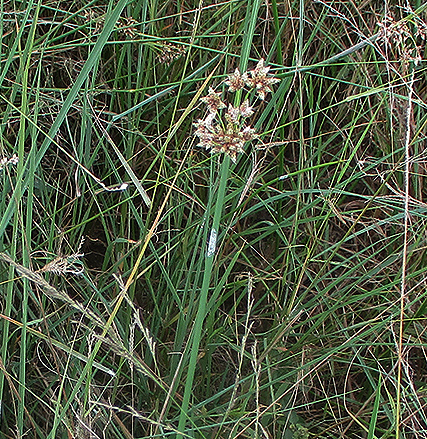 Schoenoplectus muricinux