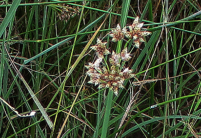 Schoenoplectus muricinux