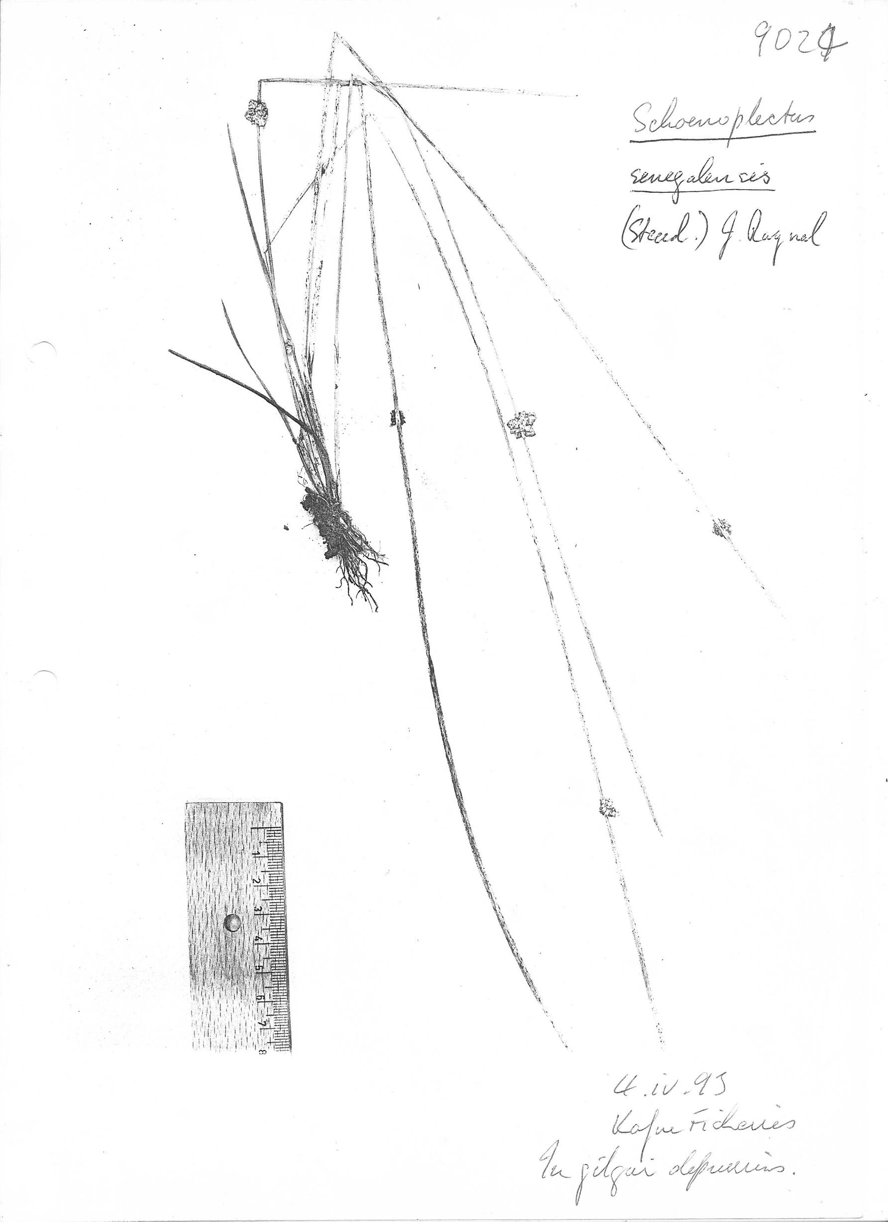 Schoenoplectiella senegalensis