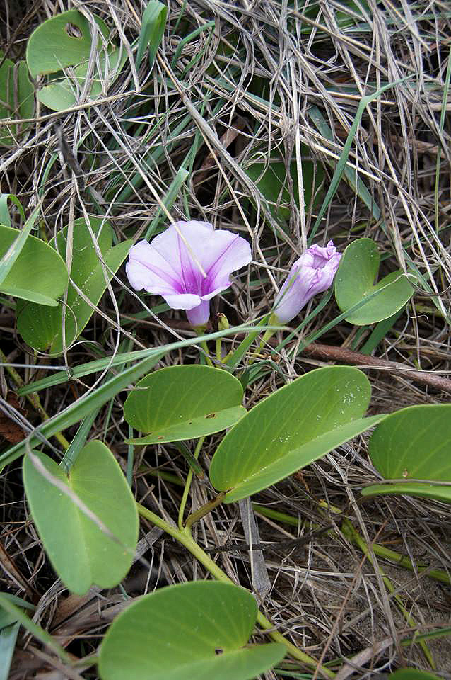 Ipomoea pes-caprae subsp. brasiliensis Ipomoea pes-caprae subsp. brasiliensis