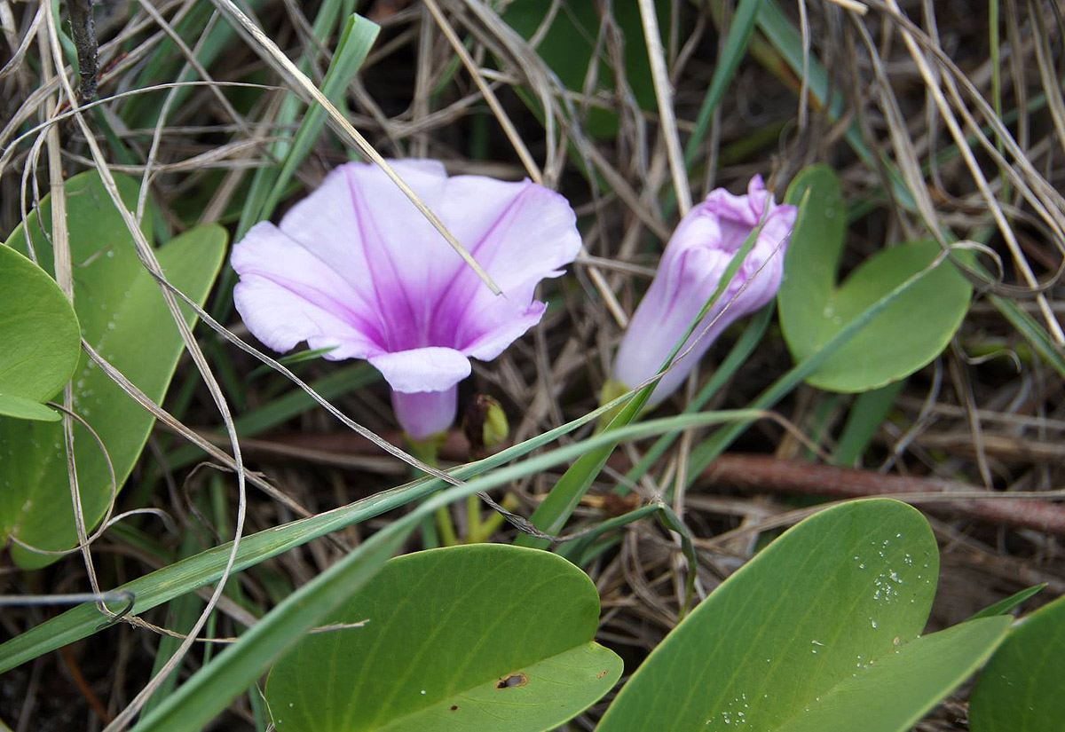 Ipomoea pes-caprae subsp. brasiliensis Ipomoea pes-caprae subsp. brasiliensis