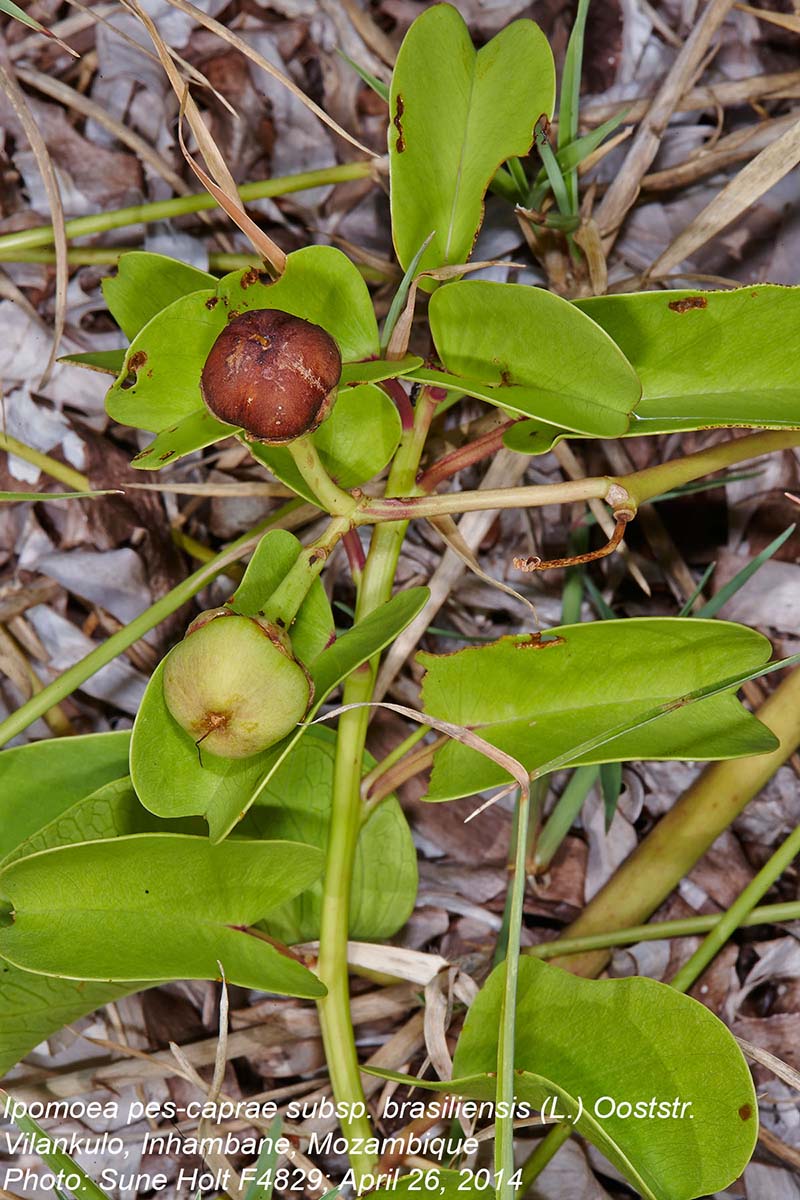 Ipomoea pes-caprae subsp. brasiliensis Ipomoea pes-caprae subsp. brasiliensis