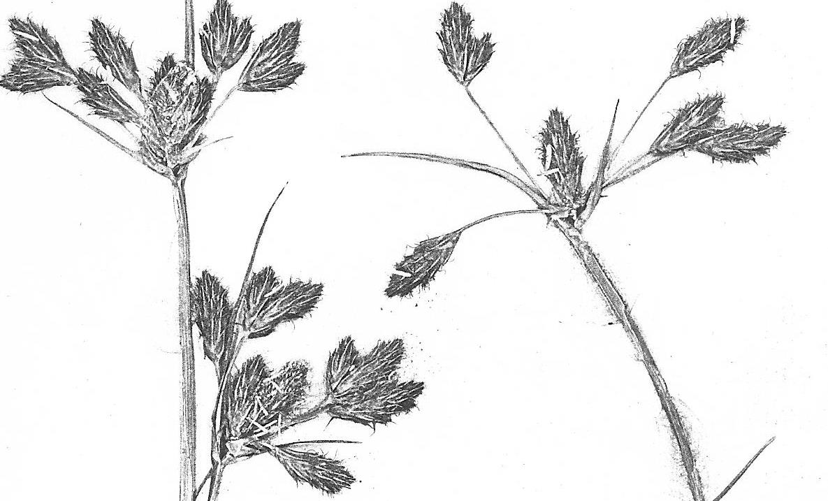 Bolboschoenus glaucus