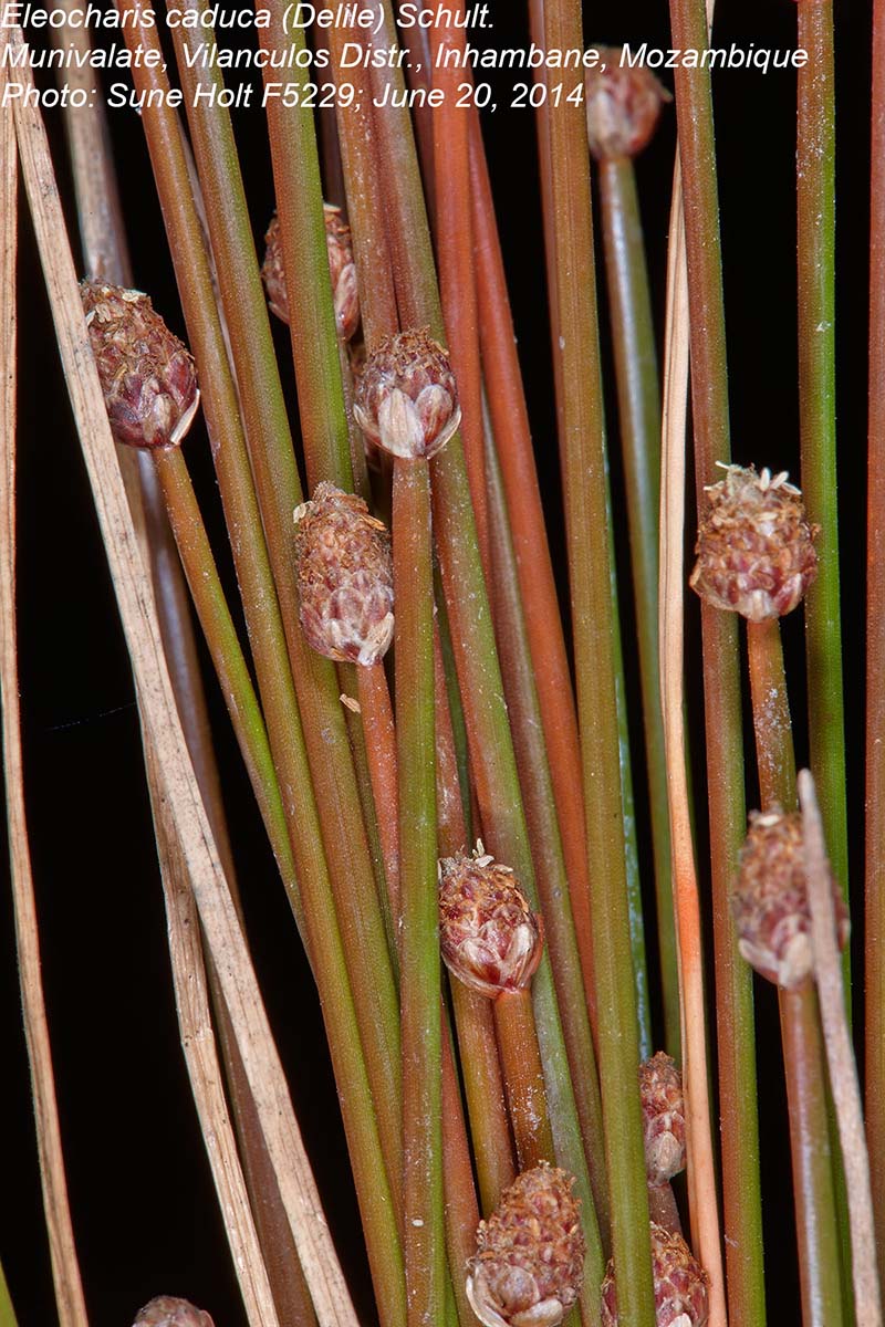 Eleocharis caduca Eleocharis caduca
