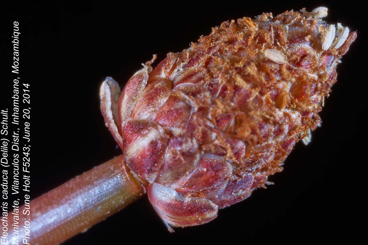 Eleocharis caduca Eleocharis caduca