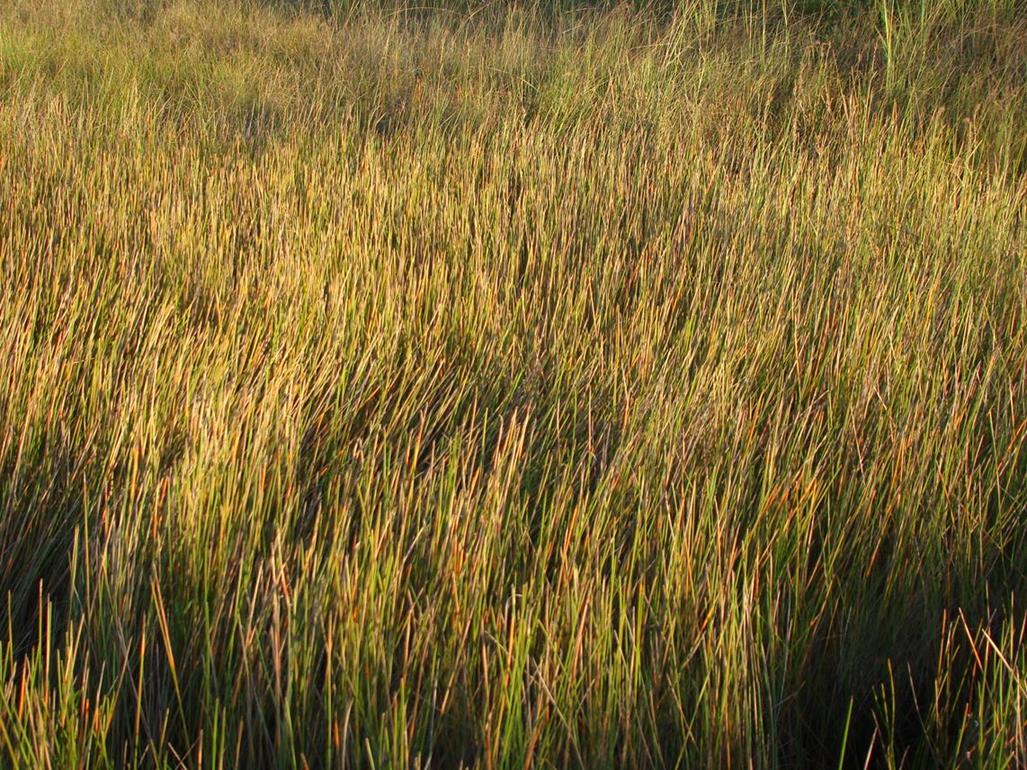Eleocharis variegata