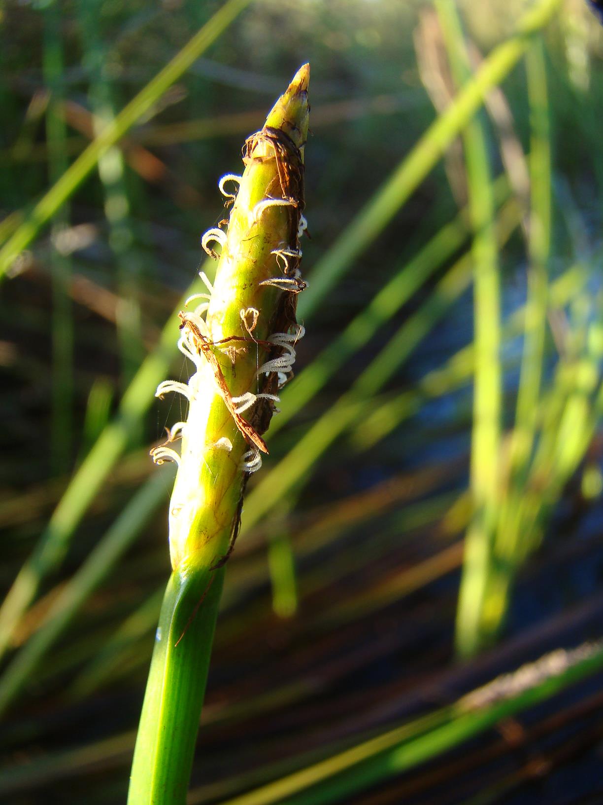 Eleocharis variegata