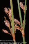 Fimbristylis ferruginea