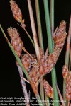 Fimbristylis ferruginea