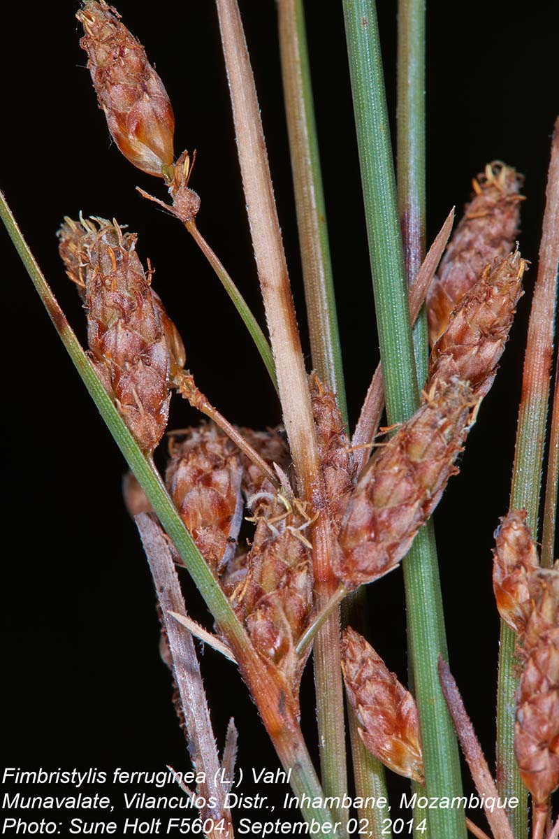 Fimbristylis ferruginea Fimbristylis ferruginea