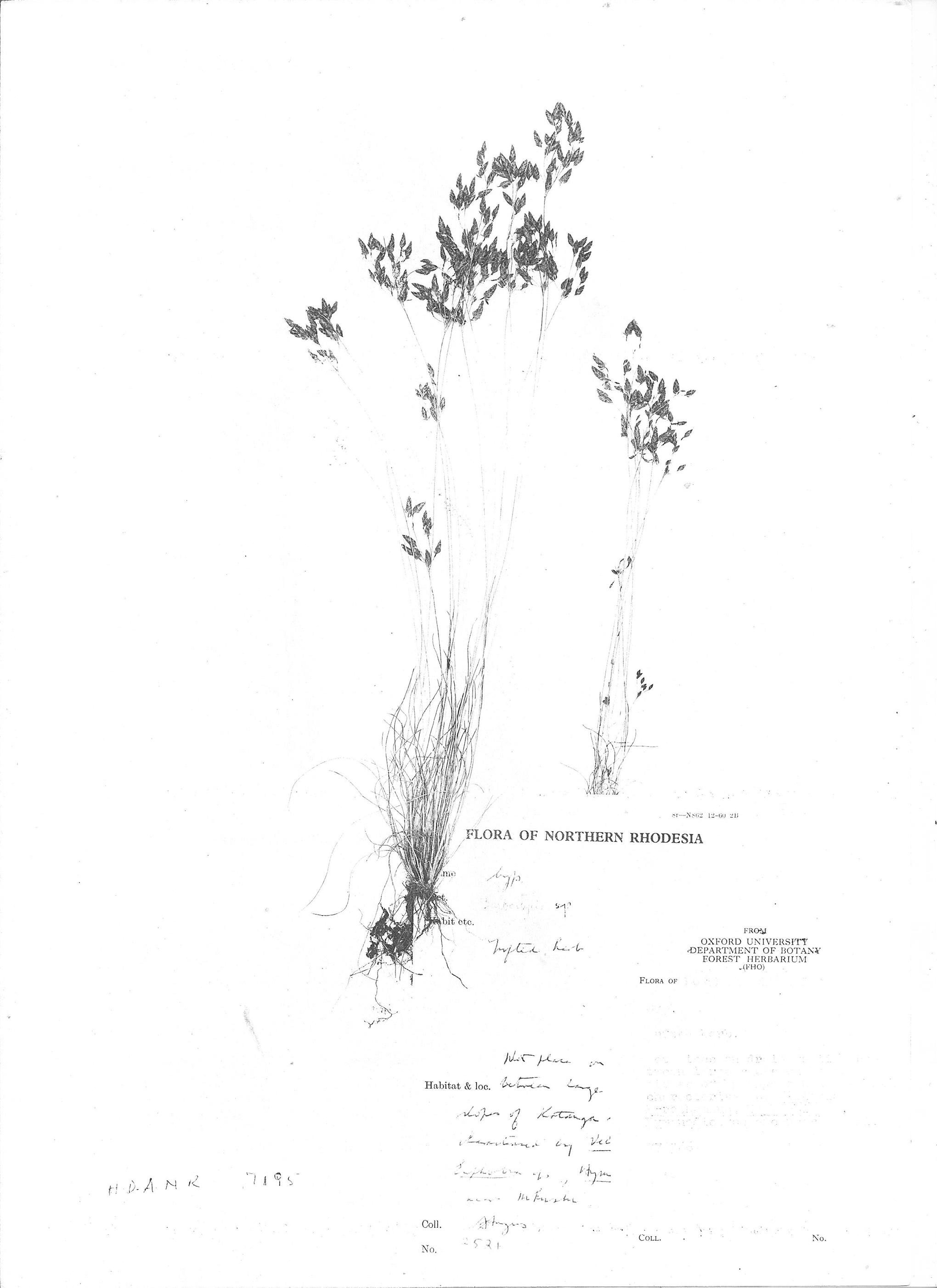 Bulbostylis abortiva