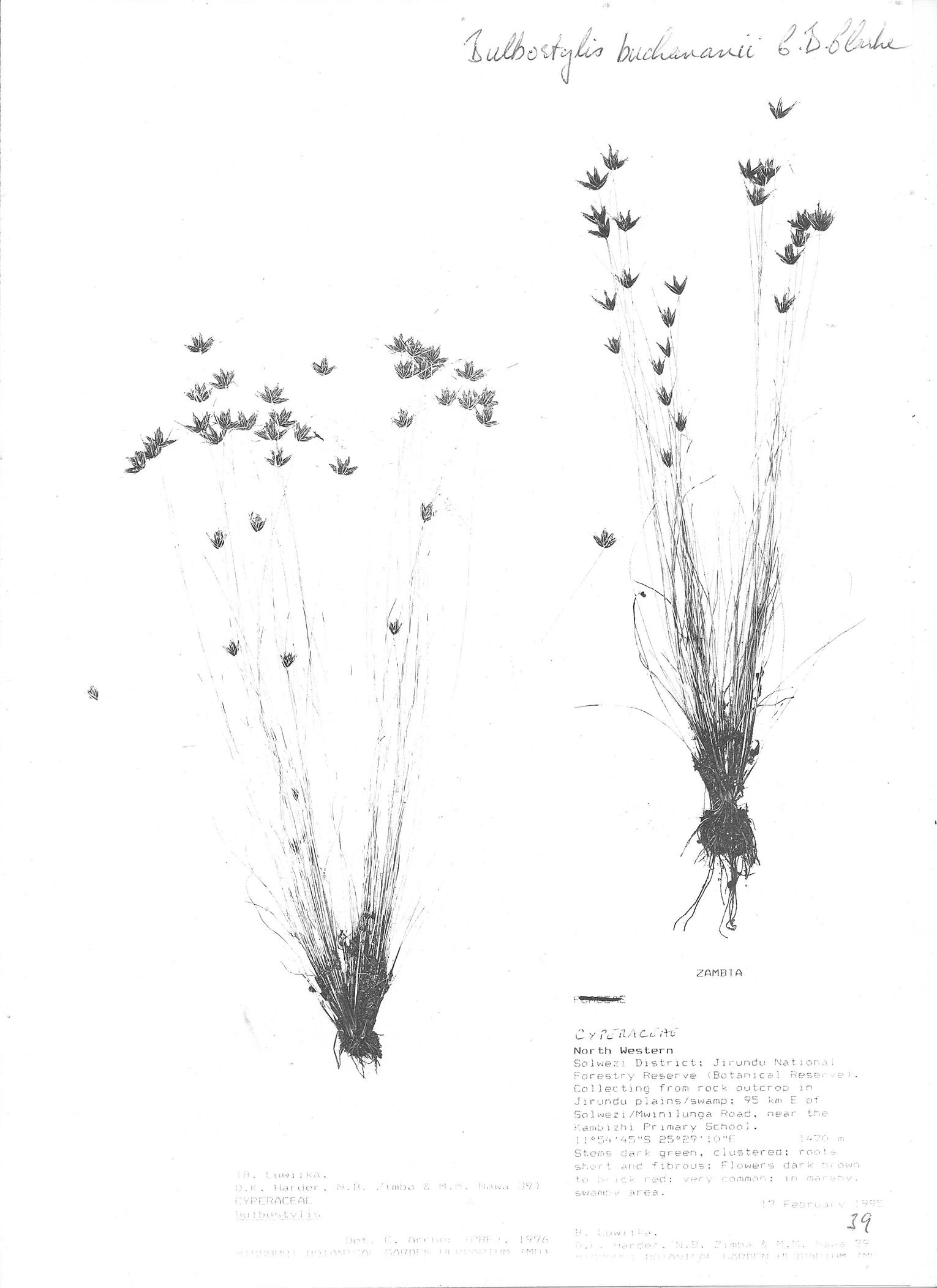 Bulbostylis buchananii