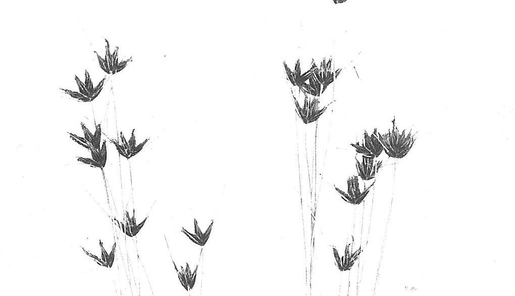 Bulbostylis buchananii