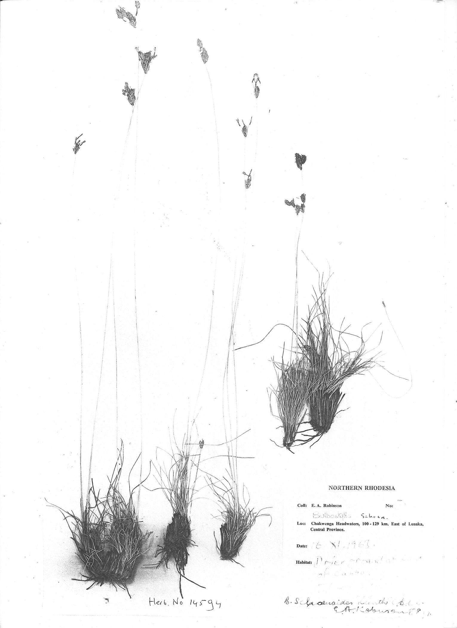 Bulbostylis contexta