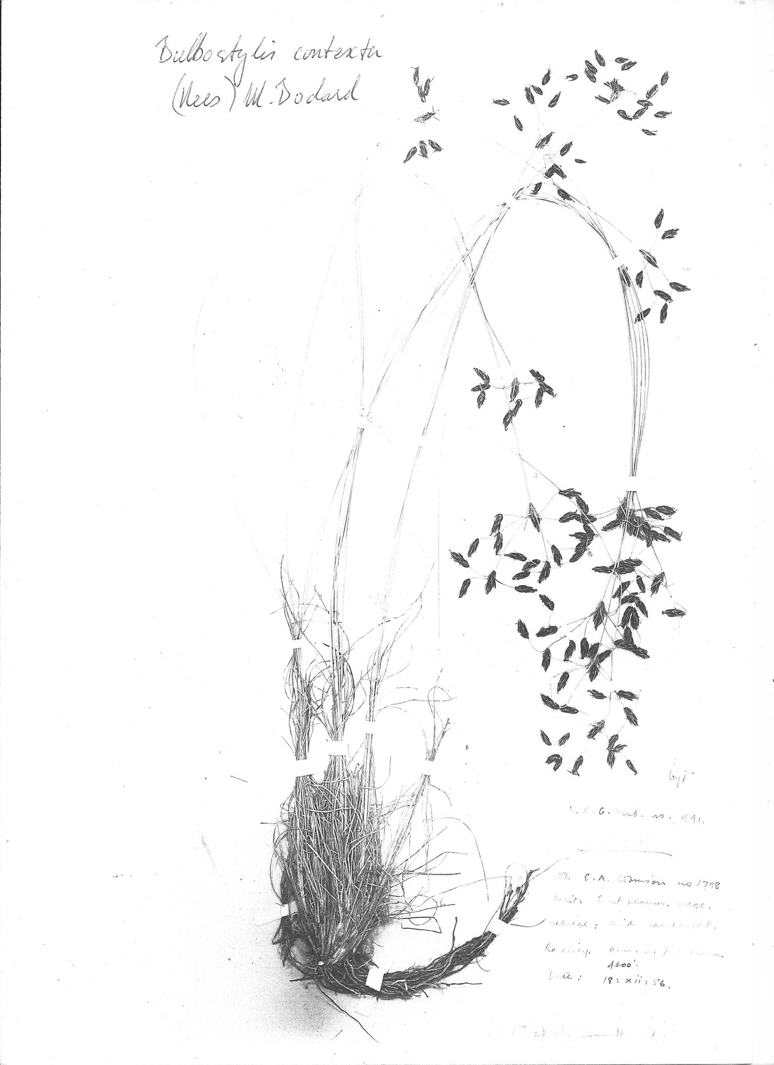 Bulbostylis contexta