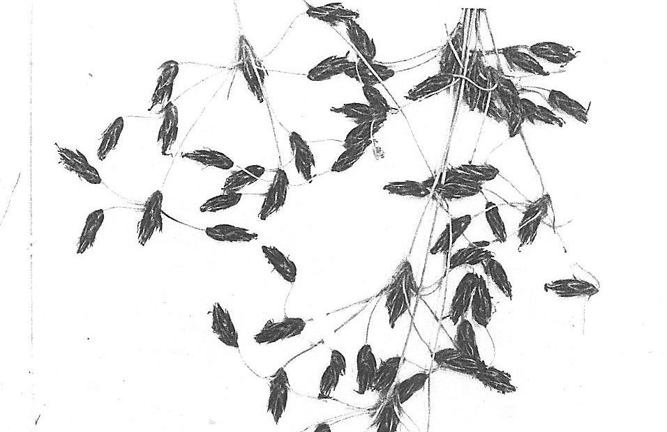 Bulbostylis contexta