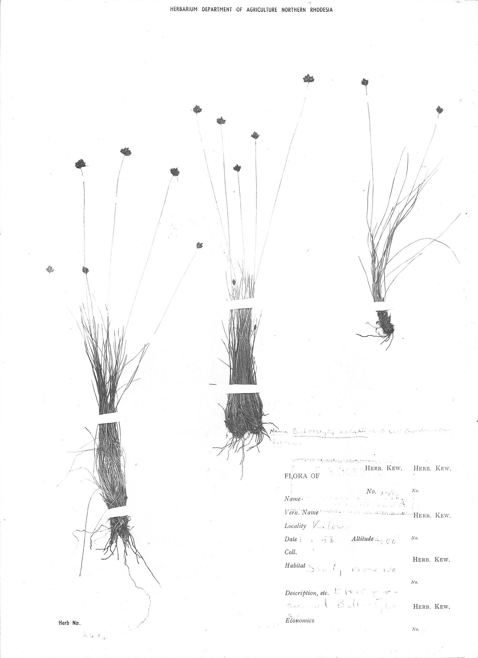 Bulbostylis filamentosa Bulbostylis filamentosa