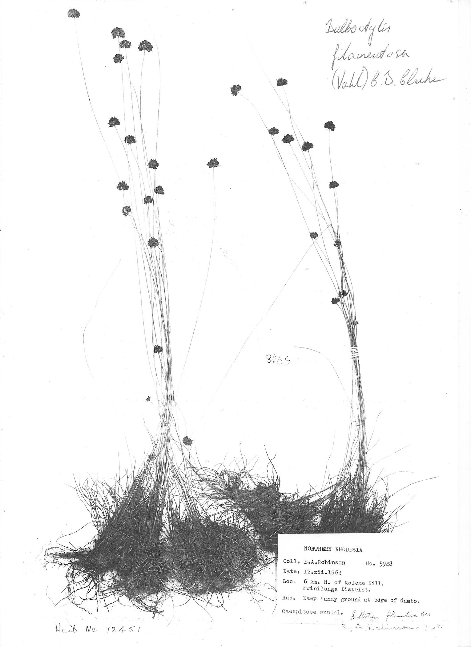 Bulbostylis filamentosa