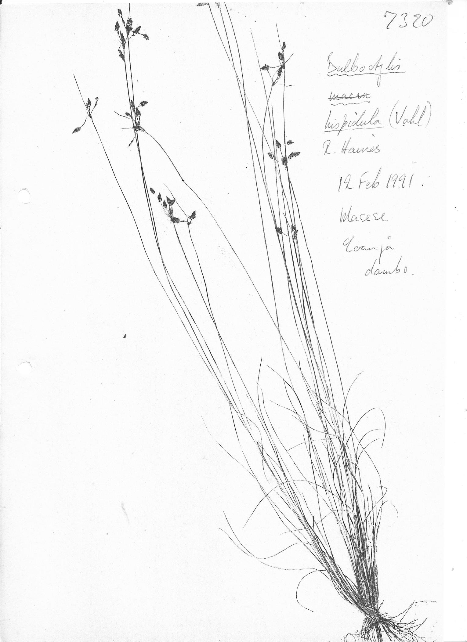 Bulbostylis hispidula