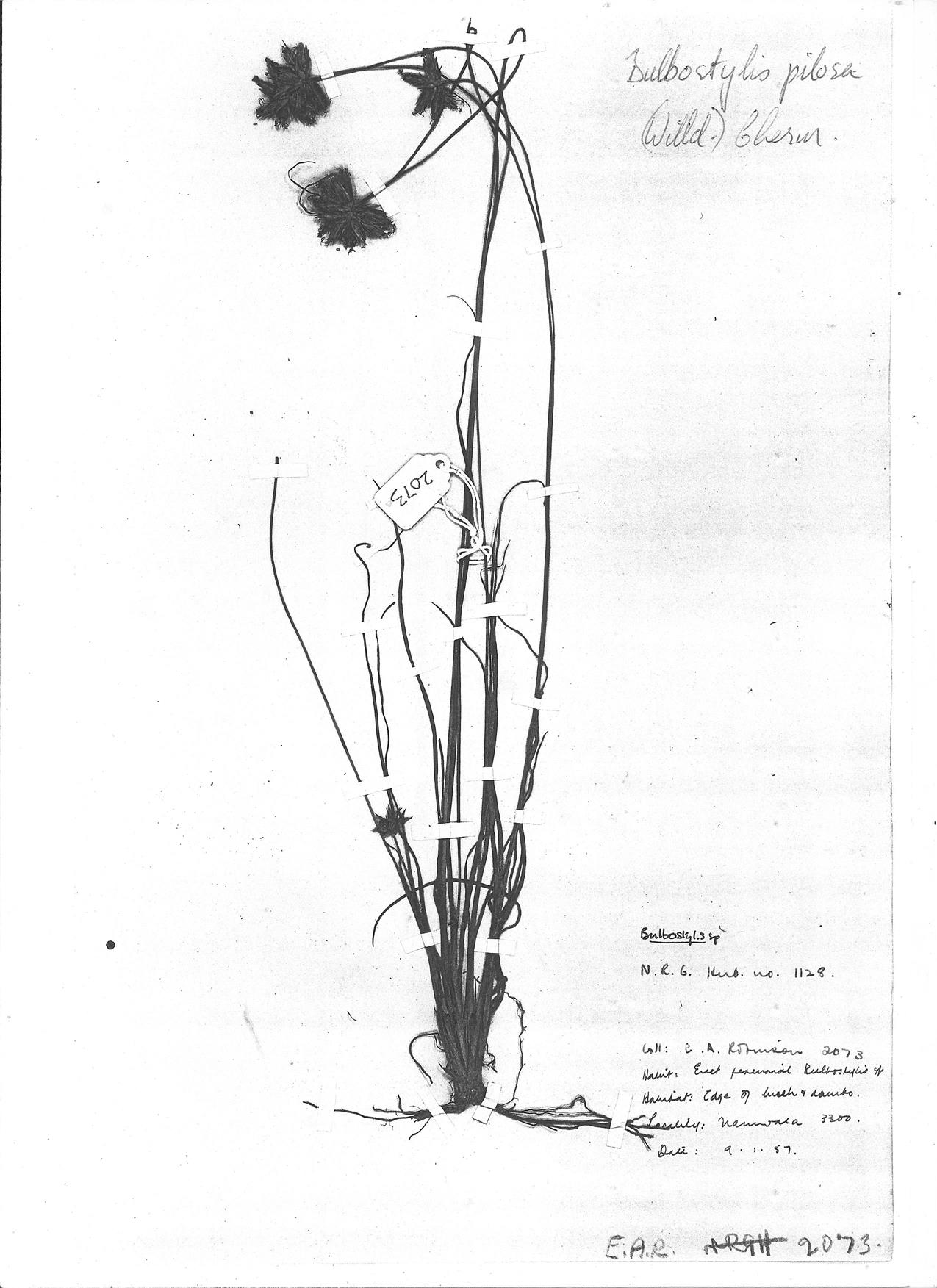 Bulbostylis pilosa