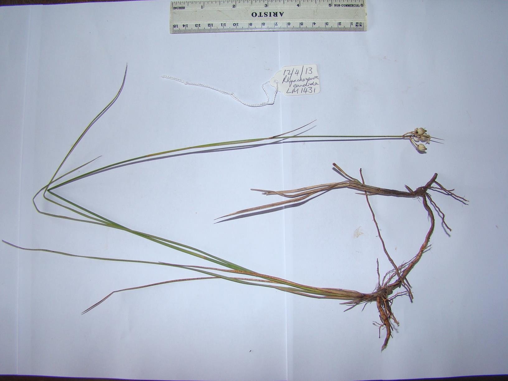 Rhynchospora candida Rhynchospora candida