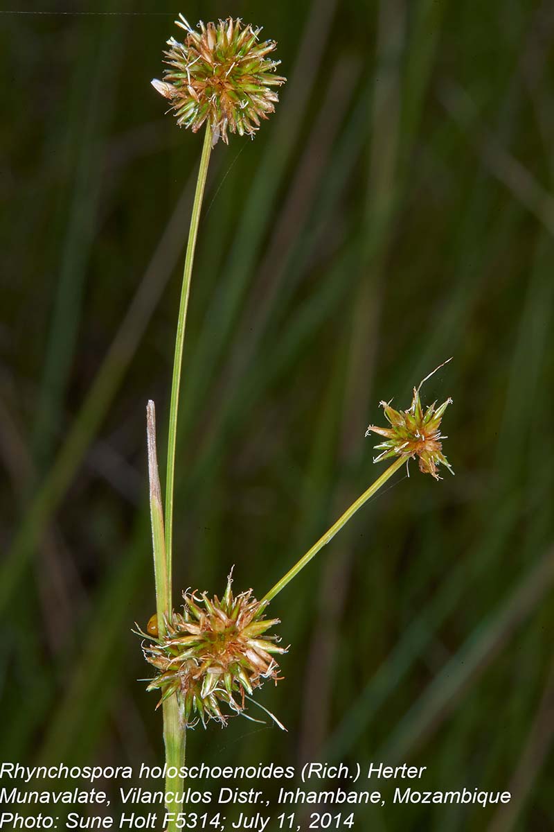 Rhynchospora holoschoenoides