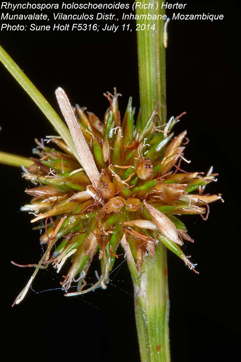 Rhynchospora holoschoenoides
