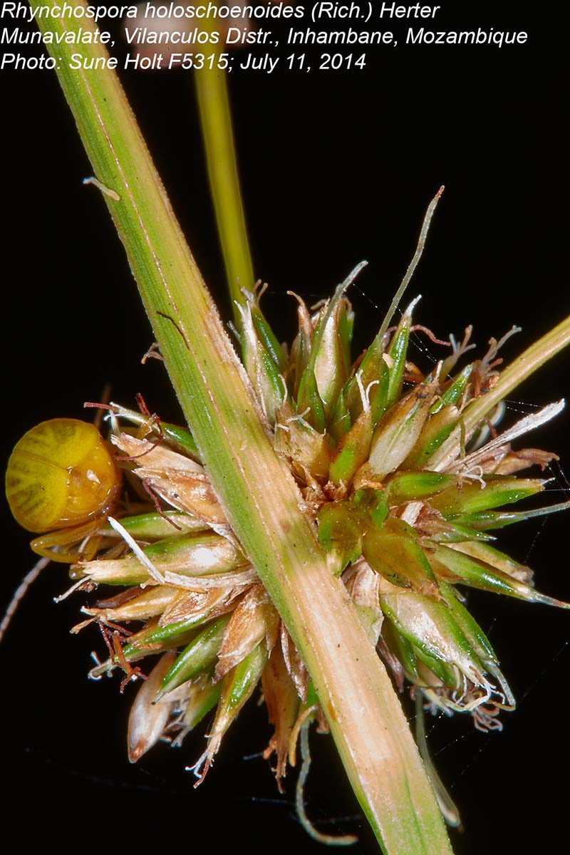 Rhynchospora holoschoenoides