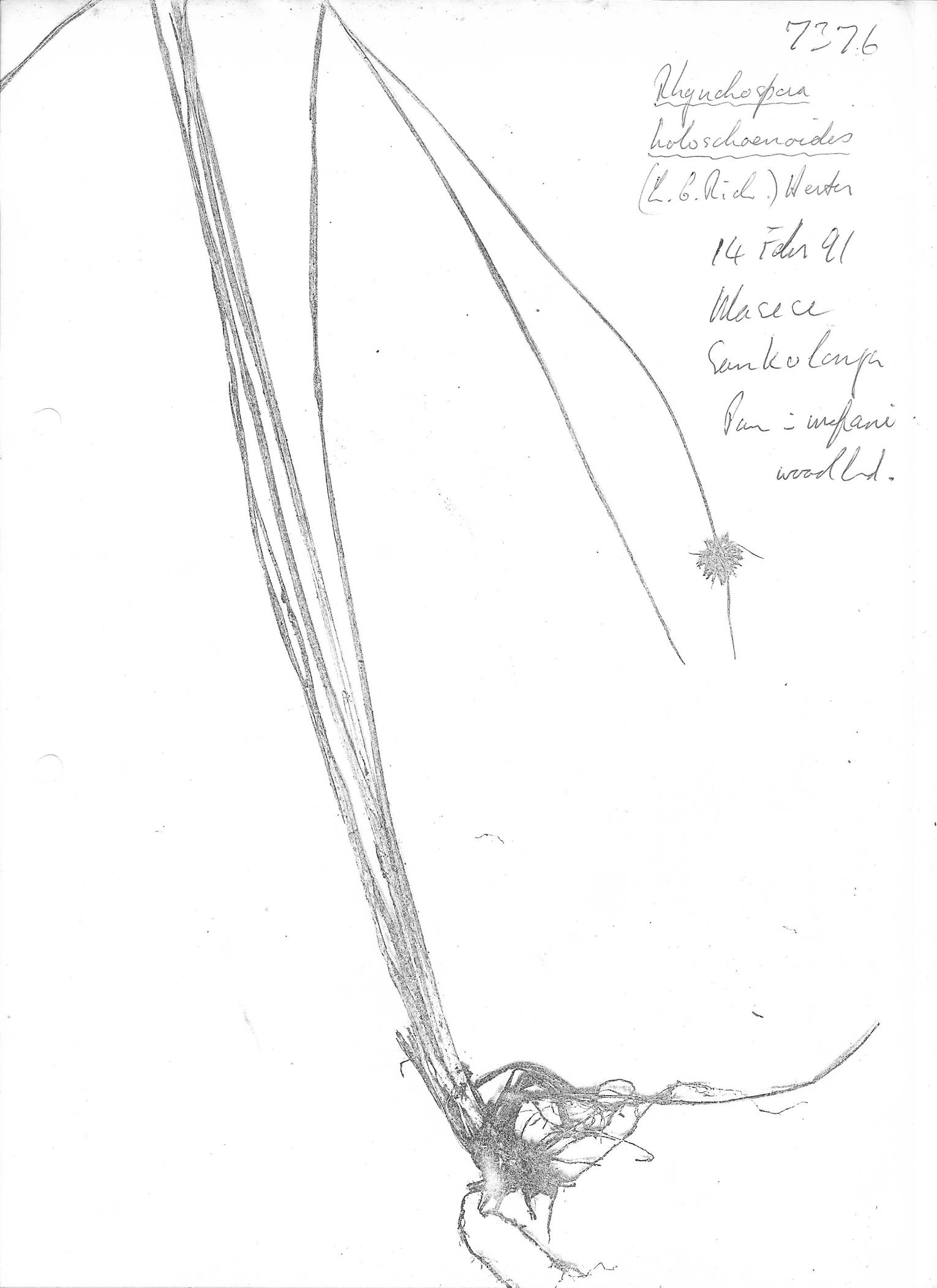 Rhynchospora holoschoenoides