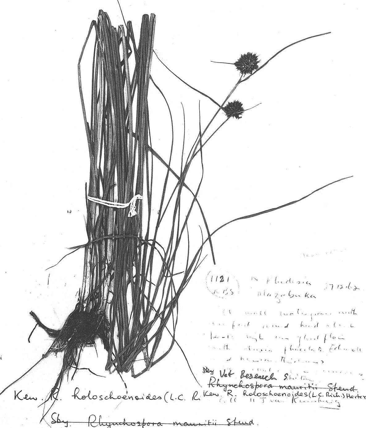 Rhynchospora holoschoenoides