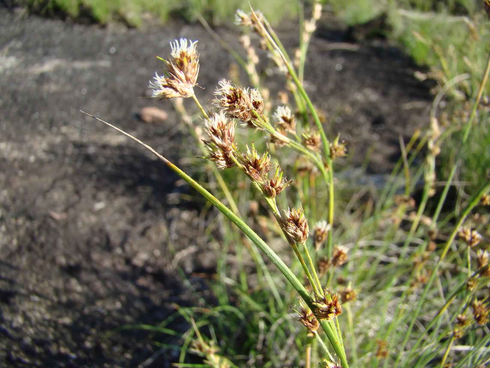 Coleochloa setifera