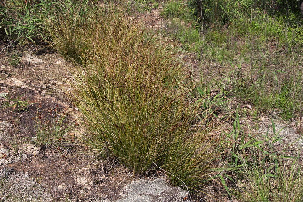 Coleochloa setifera
