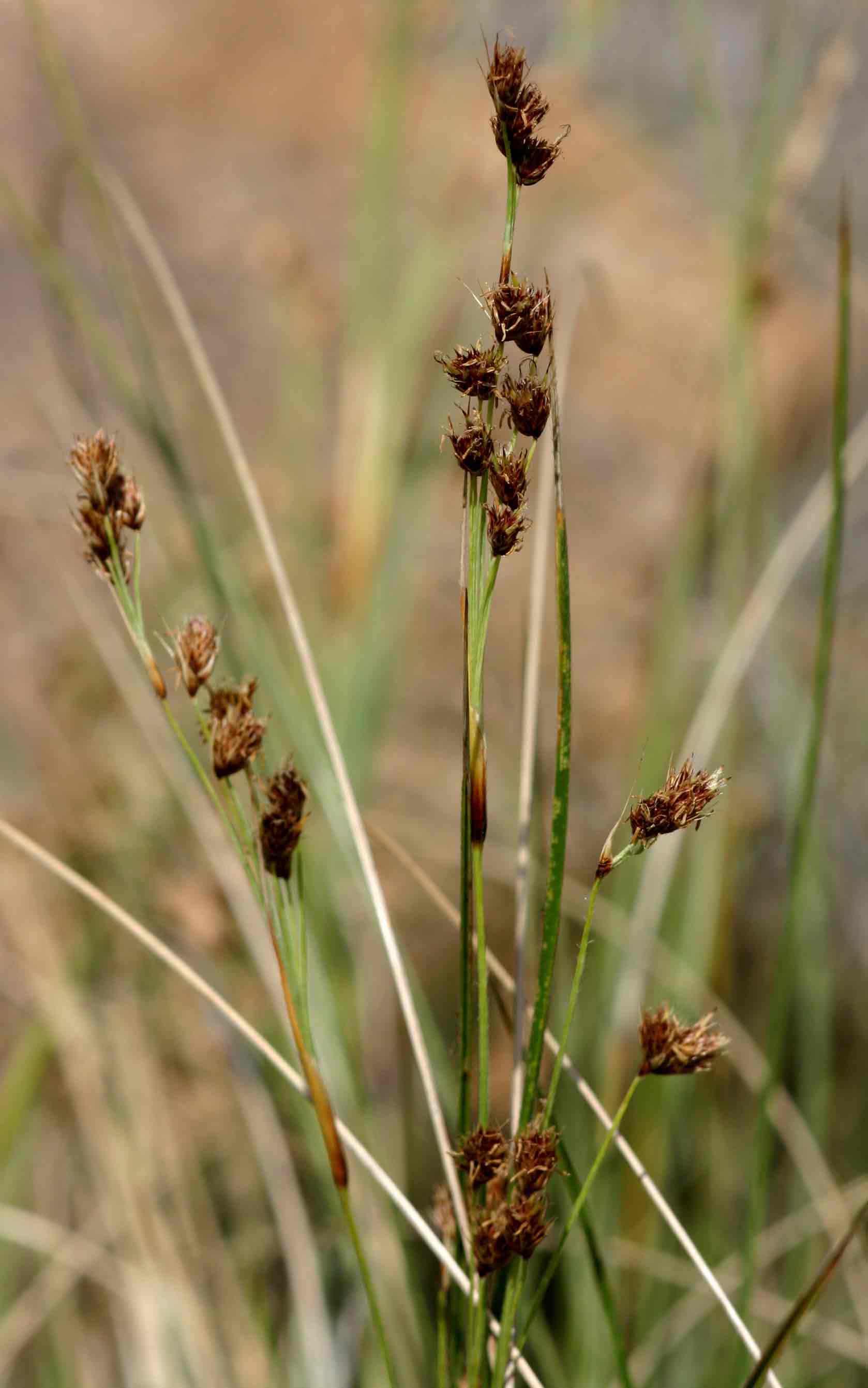 Coleochloa setifera