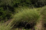 Coleochloa setifera