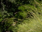 Coleochloa setifera