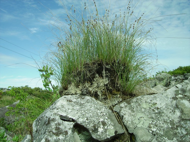 Coleochloa setifera
