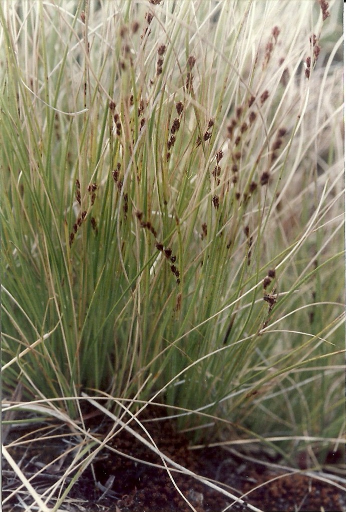 Coleochloa setifera