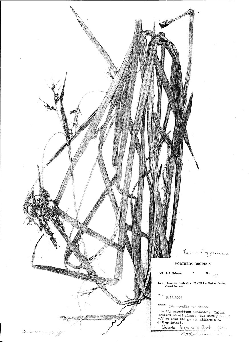 Scleria lagoensis Scleria lagoensis