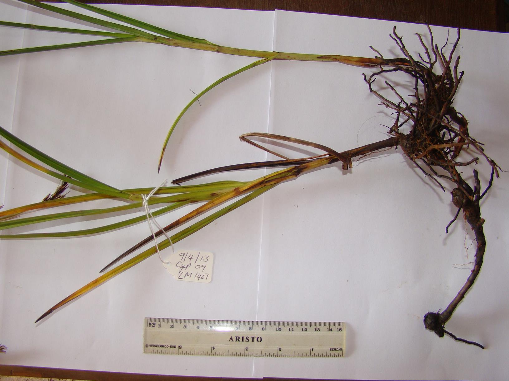 Scleria melanomphala Scleria melanomphala