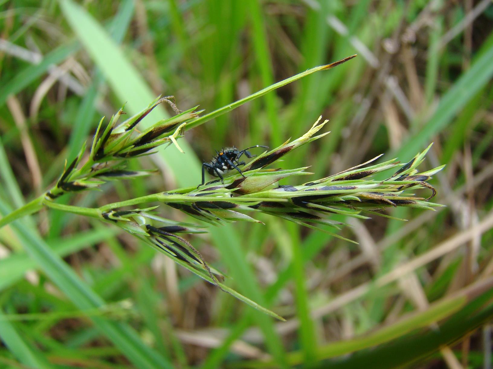 Scleria melanomphala Scleria melanomphala