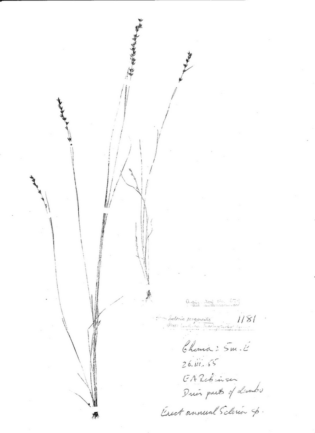 Scleria pergracilis Scleria pergracilis