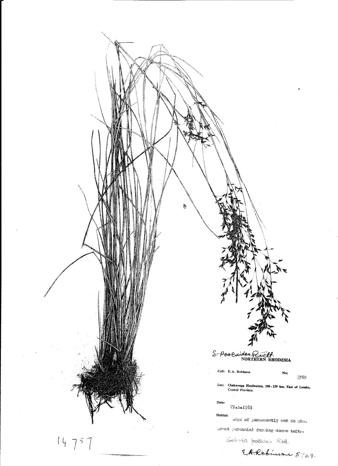 Scleria pooides Scleria pooides