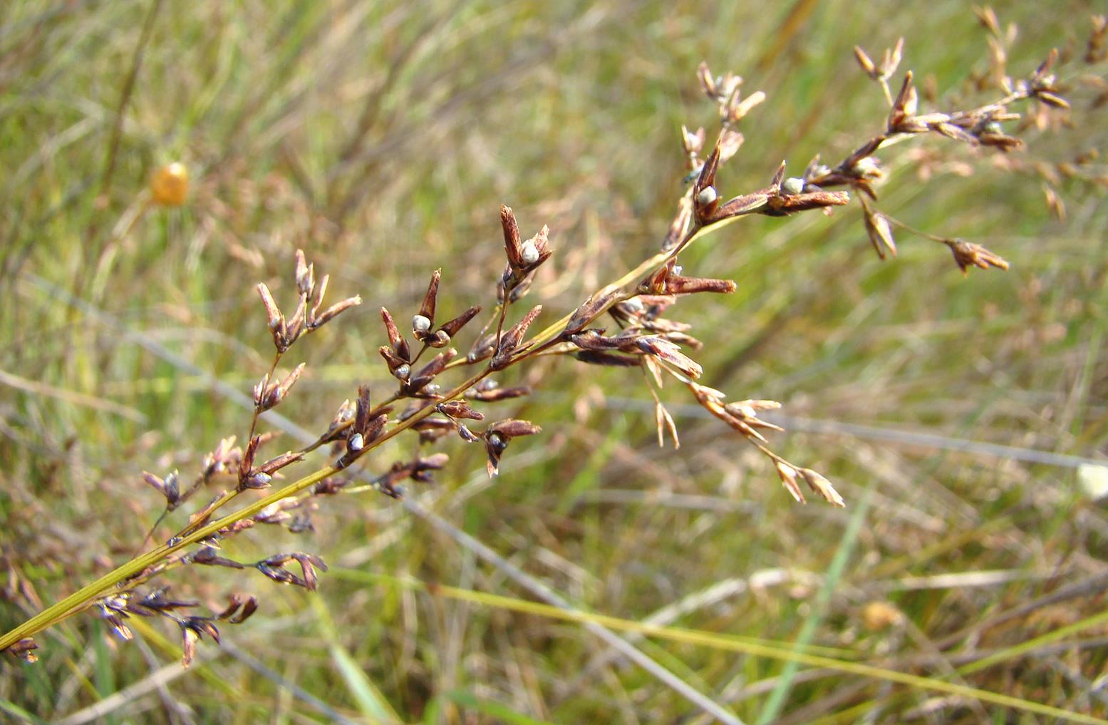 Scleria pooides Scleria pooides