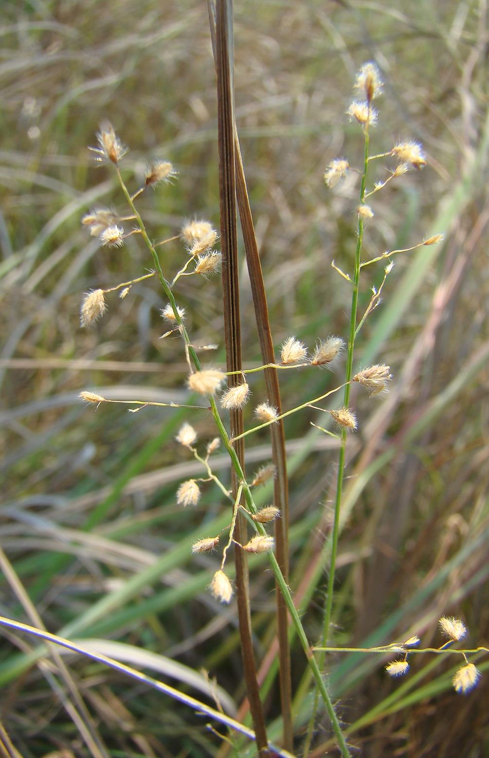Scleria pooides Scleria pooides
