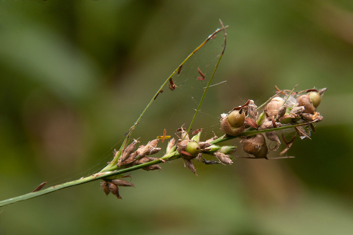Scleria racemosa