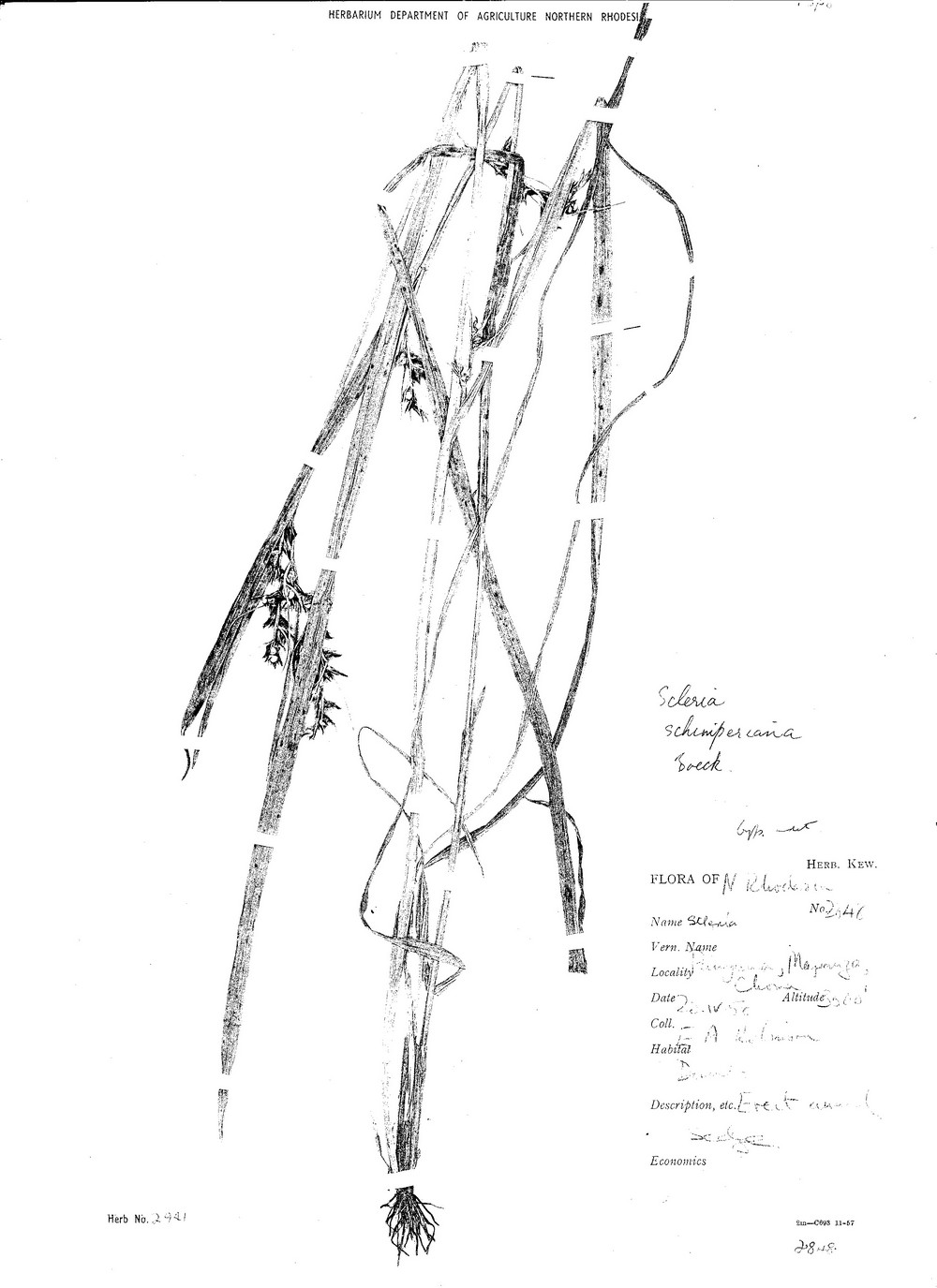 Scleria schimperiana