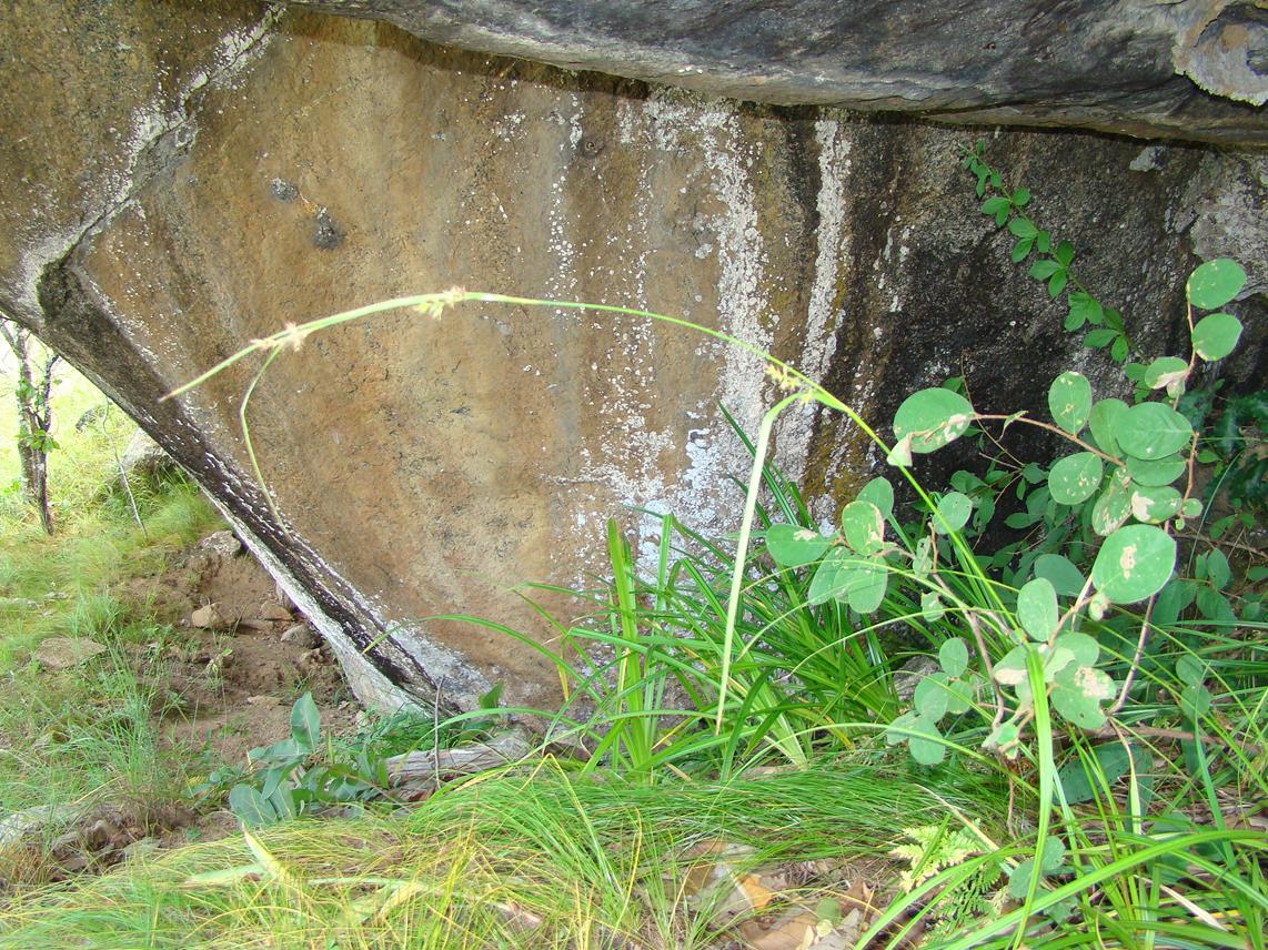 Carex macrophyllidion