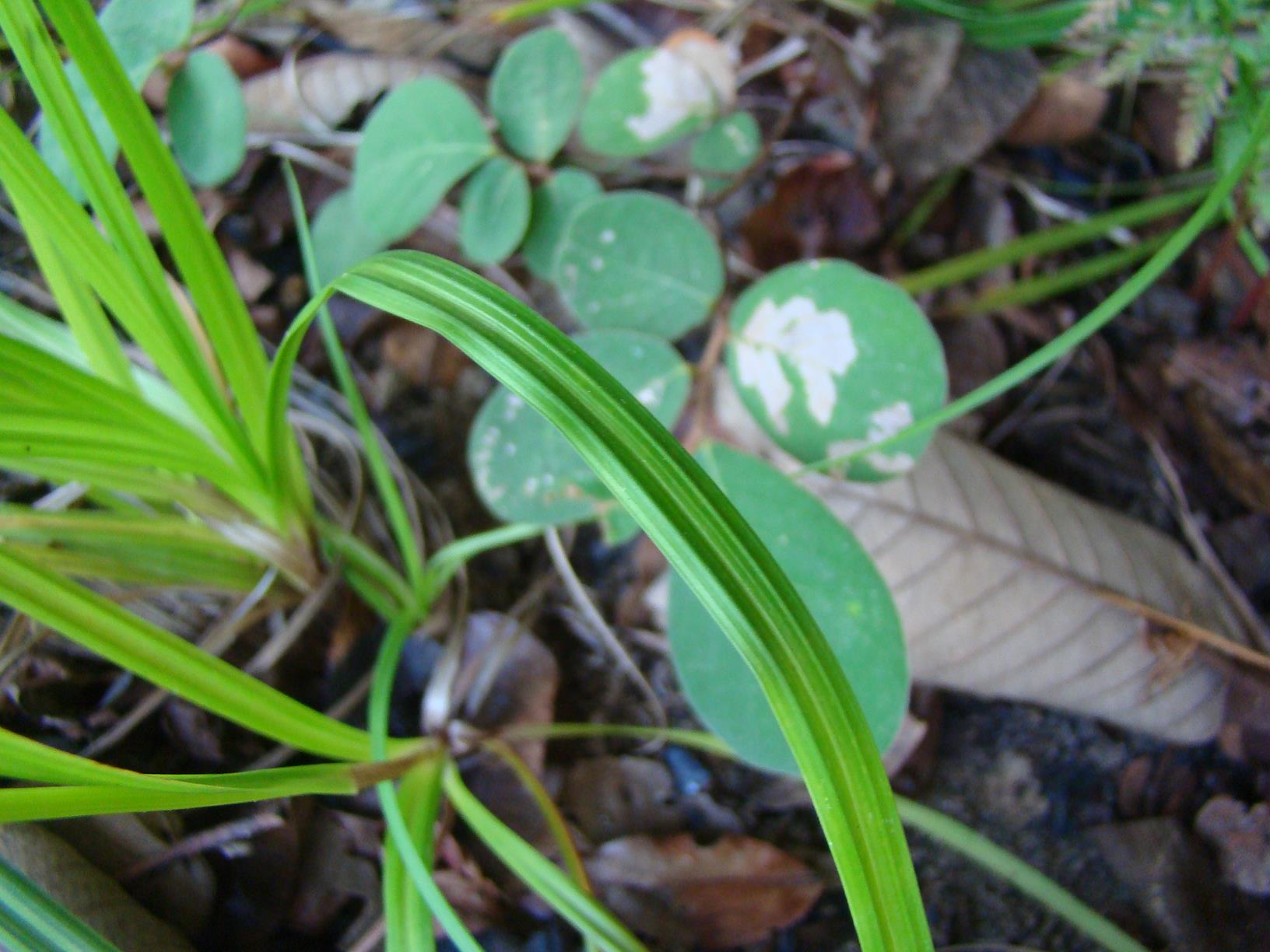 Carex macrophyllidion