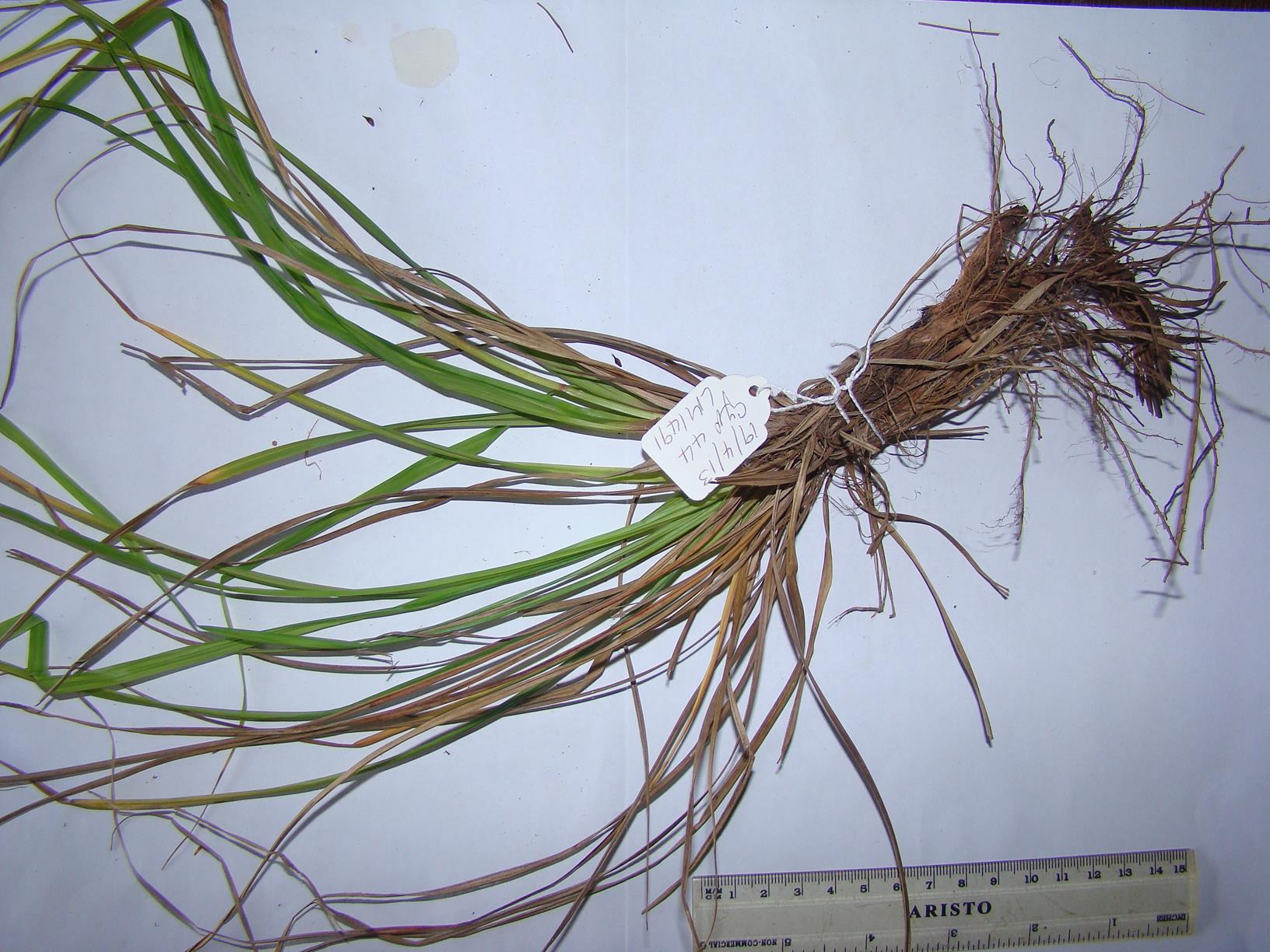 Carex macrophyllidion